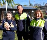 UN CADOU PENTRU CODIȚĂ – DE ZIUA INTERNAȚIONALĂ A ANIMALELOR, POLIȚIȘTII AU FOST ALĂTURI DE PRIETENII NECUVÂNTĂTORI